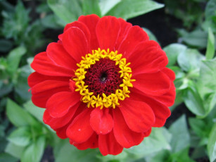 Картинка цветы цинния