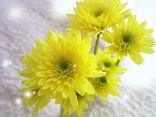 Картинка цветы хризантемы