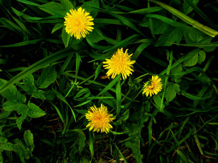 Картинка цветы одуванчики