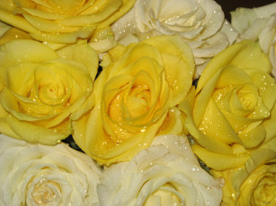 Картинка цветы розы