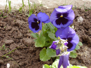 Картинка виола цветы анютины глазки садовые фиалки