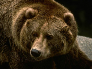 Картинка животные медведи