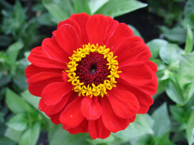 Обои картинки фото цветы, цинния