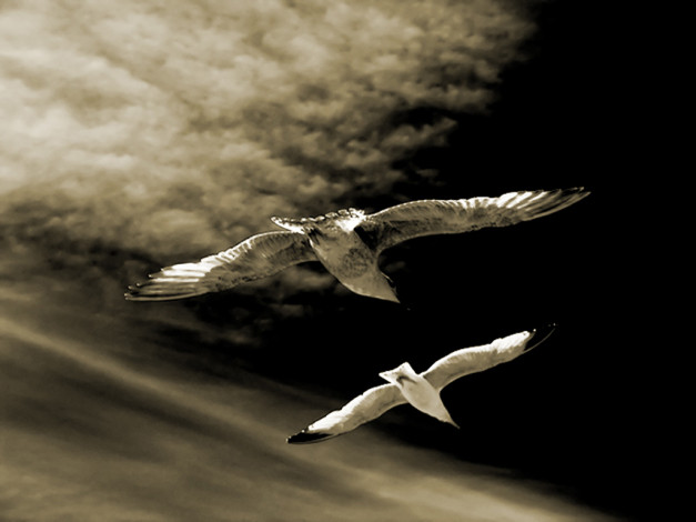 Обои картинки фото животные, Чайки, бакланы, крачки