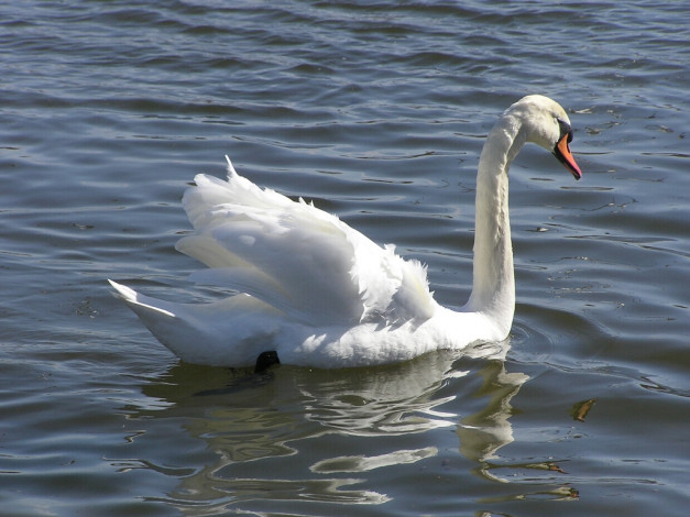 Обои картинки фото животные, лебеди