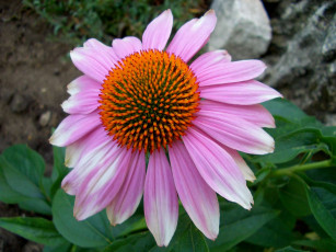 Картинка цветы эхинацея