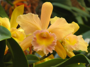 Картинка цветы орхидеи