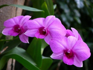 Картинка цветы орхидеи