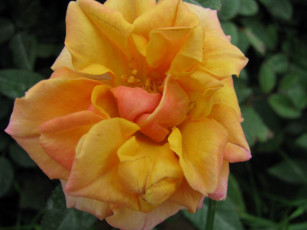 Картинка цветы розы