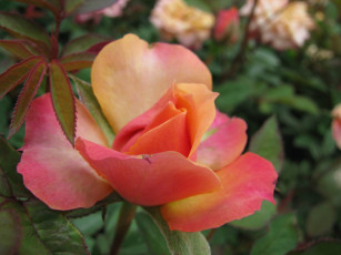 Картинка цветы розы