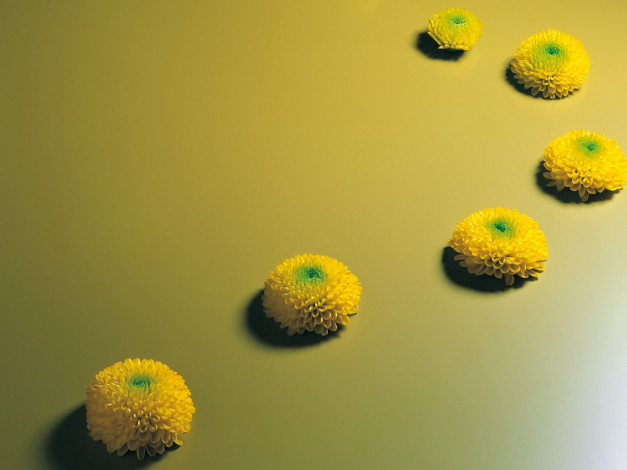 Обои картинки фото цветы, хризантемы