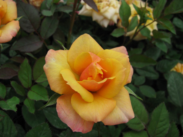 Обои картинки фото цветы, розы