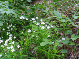 Картинка цветы луговые полевые