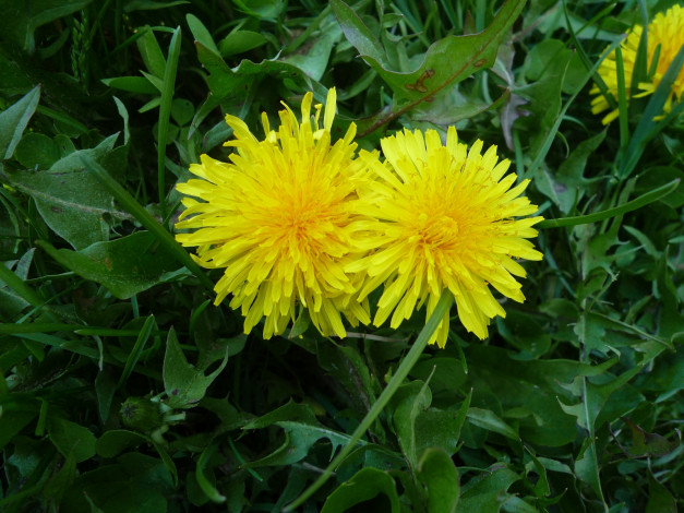 Обои картинки фото цветы, одуванчики