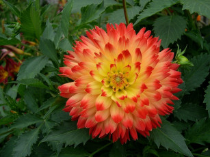 Картинка цветы георгины круглый пестрый