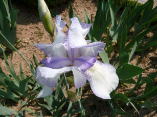 Картинка цветы ирисы