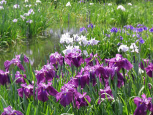 Картинка цветы ирисы