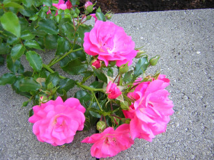 Картинка цветы розы