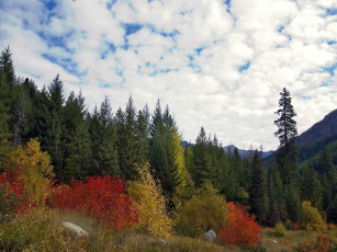 Картинка природа лес осень небо