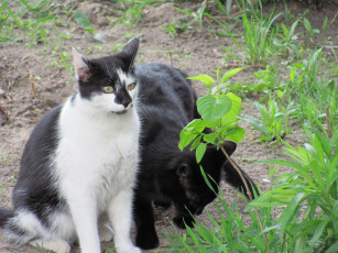 Картинка животные коты