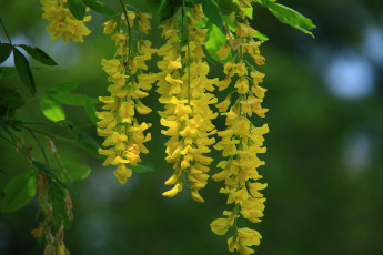 Картинка цветы акация