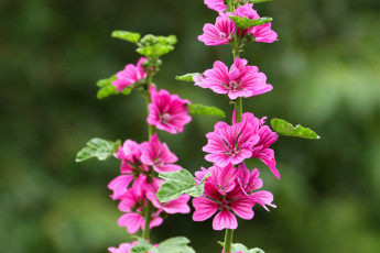 Картинка цветы мальвы