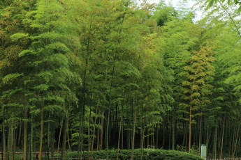 Картинка природа лес