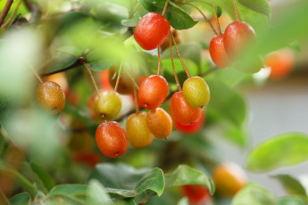 Картинка природа Ягоды