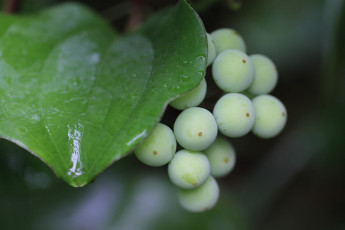 Картинка природа Ягоды