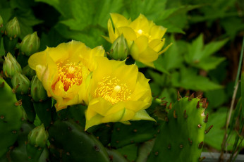 Картинка цветы кактусы