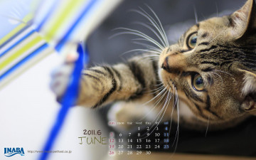 Картинка бренды inaba