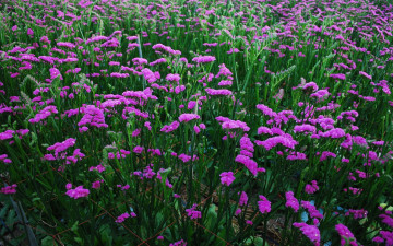 Картинка цветы