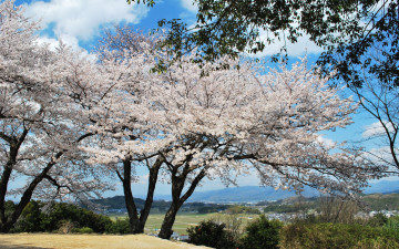 Картинка природа деревья