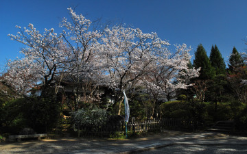 Картинка природа деревья