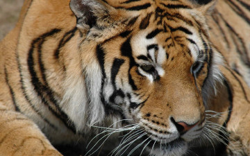 Картинка животные тигры