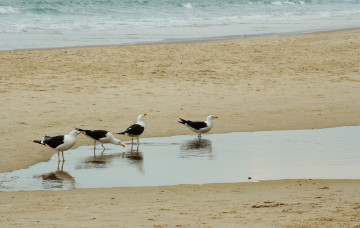 обоя животные, Чайки, бакланы, крачки