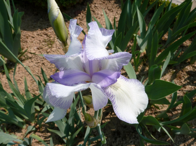 Обои картинки фото цветы, ирисы