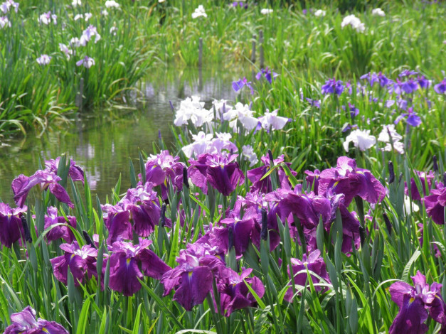 Обои картинки фото цветы, ирисы