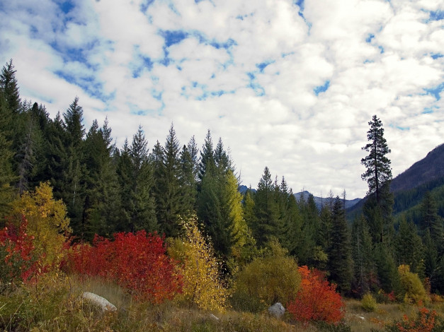 Обои картинки фото природа, лес, осень, небо