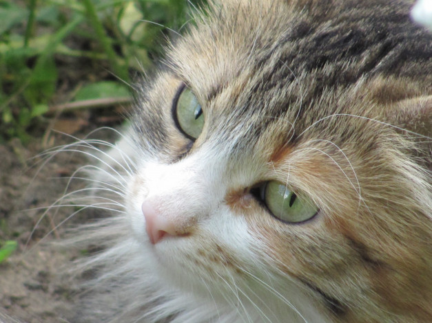 Обои картинки фото животные, коты