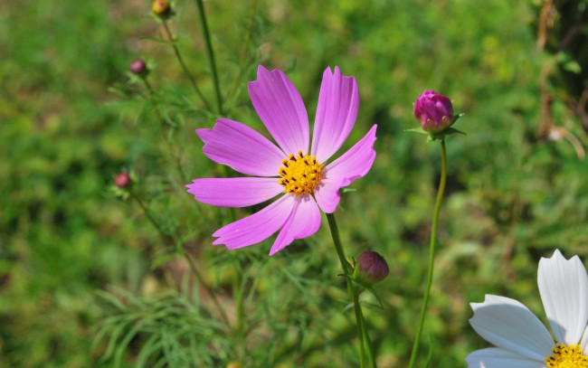 Обои картинки фото цветы, космея