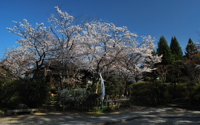 Обои картинки фото природа, деревья