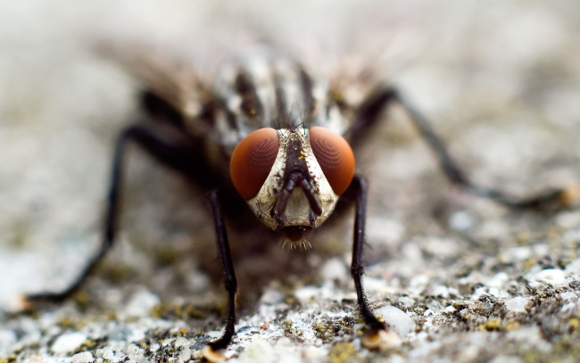 Обои картинки фото животные, стрекозы