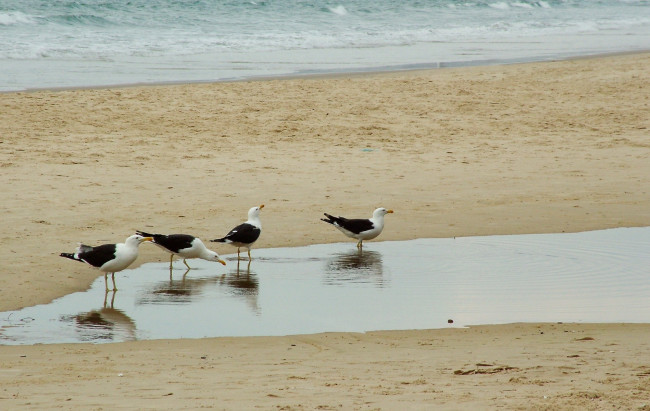 Обои картинки фото животные, Чайки, бакланы, крачки