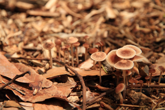 Обои картинки фото природа, грибы