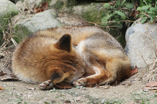 Обои картинки фото животные, собаки