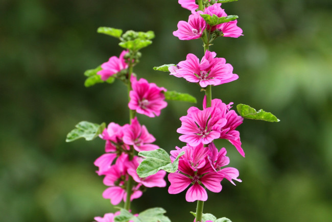 Обои картинки фото цветы, мальвы