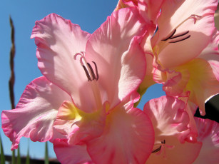 Картинка цветы гладиолусы розовые