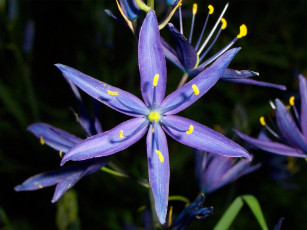 Картинка цветы лепестки