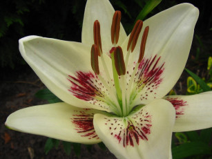 Картинка цветы лилии лилейники макро